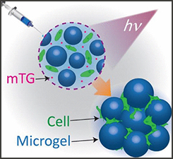 Fast-Curing Injectable Microporous Hydrogel