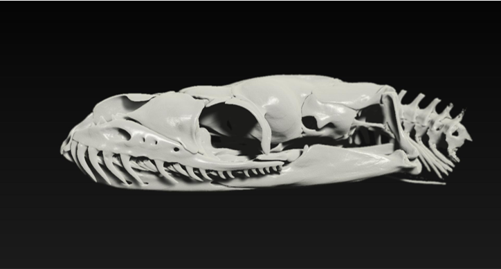 A python skull X-Ray microscope image