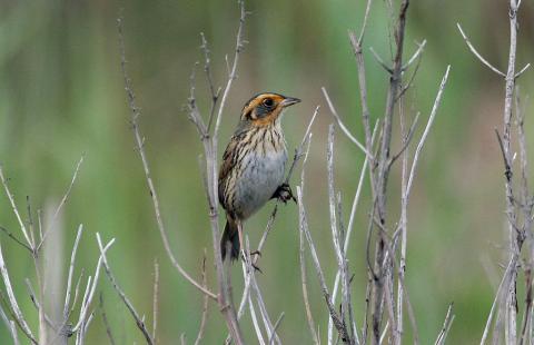 sparrow in a salt marsh