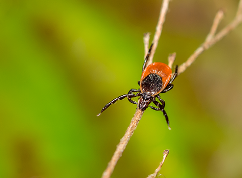  Closeup of a blacklegged tick (Ixodes scapularis), one of three tick species the EMBEDDEd-NH project will research.