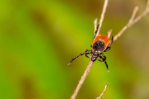 A blacklegged tick (Ixodes scapularis), one of three tick species EMBEDDEd-NH researchers will study.